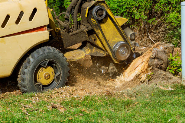 Tree Removal for Businesses in Colonial Beach, VA